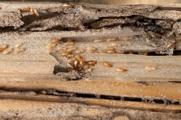  Barnwell, SC Pest Control Pros