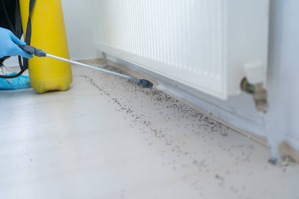 Best Flea Control Services  in Barnwell, SC